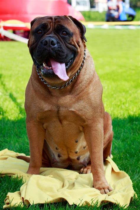 Dog Breed Bullmastiff Stock Image Image Of Yellow Male 128029577