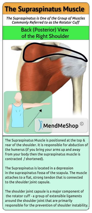 Test Supraspinatus Outlet Offers Save Jlcatj Gob Mx