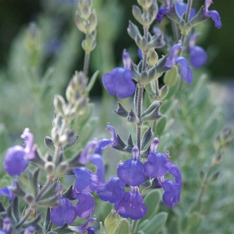 Mexican Blue Sage Star Nursery Garden And Rock Centers