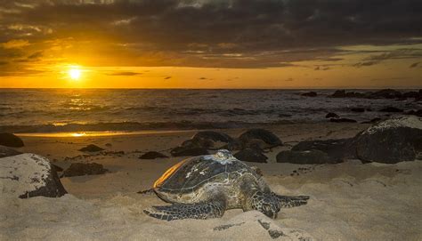Turtle Beach Sunset Oahu Hawaii Photograph By Jianghui Zhang