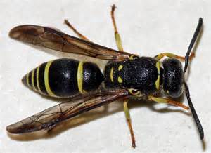 Yellow And Black Wasp