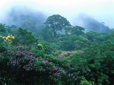 Sedia Kayu Asli Kalimantan Paparan Mengenai Hutan Hujan Tropis Kalimantan