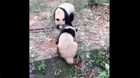 Baby Panda Runs Away After Pushing Sibling Into Ditch Viral Video