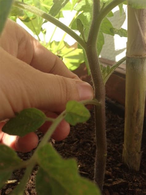 Vida Feliz Na Horta Como Podar Os Tomateiros
