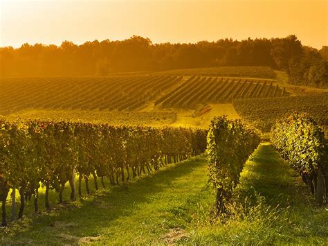 Guide To Northern Virginia Wines
