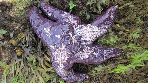 Local Sea Stars Are Battling A Public Health Crisis Of Their Own Why