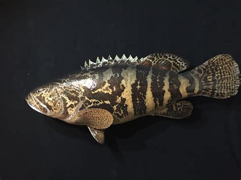 Taxidermist And Taxidermy Replicas And Reproductions By Joe Fittante