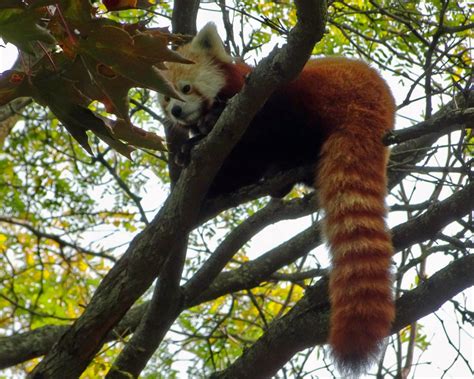 Bigger Better Panda Detroit Zoos New Red Panda Habitat Red Pandazine