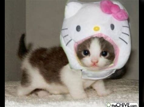 A Small Kitten Wearing A Hello Kitty Costume