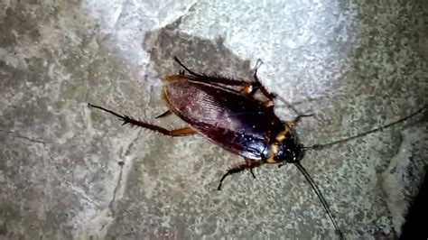 Exploring The World Of Cockroaches The Ultimate Guide To Cockroach Infestations Diy Pest Control