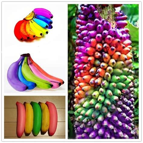 Maybe you would like to learn more about one of these? 100 pcs rainbow banana tree seeds, bonsai fruit seeds tree ...