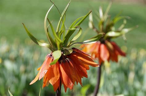 Crown Imperial Flowers Also Known As Fritillaria Imperialis Blooming