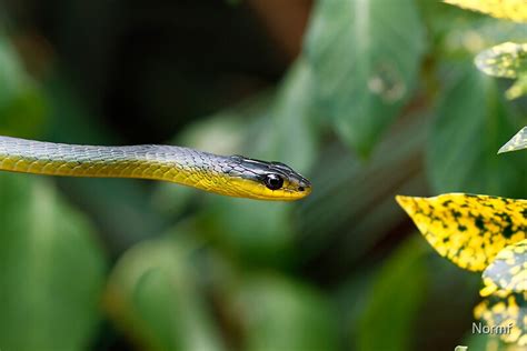 Australian Green Tree Snake Dendrelaphis Punctulata By Normf