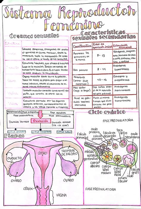 Sistema Reproductor Femenino Sistema Reproductor Sistema Reproductor