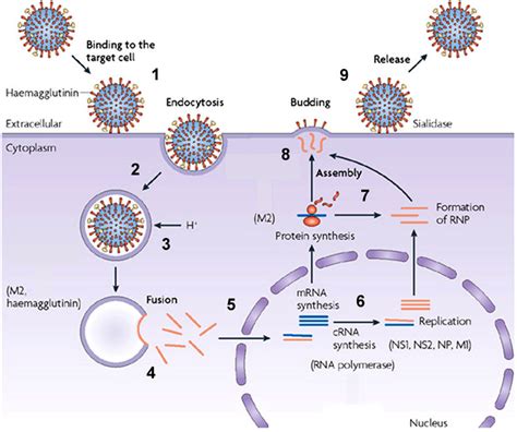 Influenza Virus Replication The Binding Of Influenza Virus To The Host