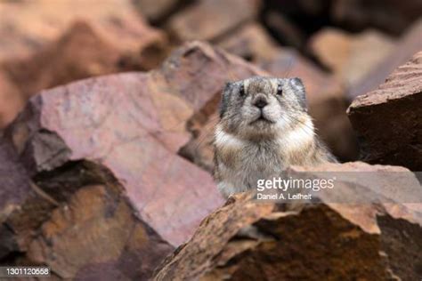 Collared Pika Photos And Premium High Res Pictures Getty Images