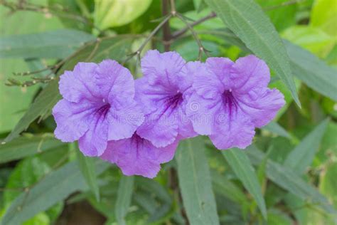 Purple Flowers Bloom In The Morning Stock Image Image Of Leaf Flora