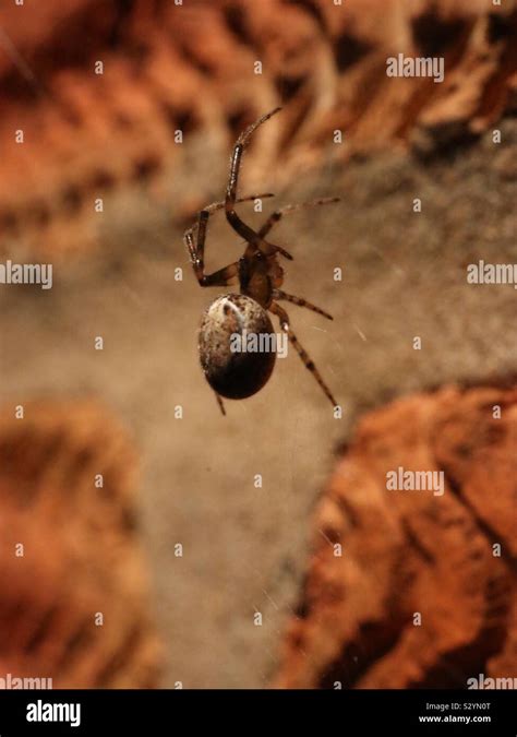 Furrow Spider On Accrington Brick Web Stock Photo Alamy