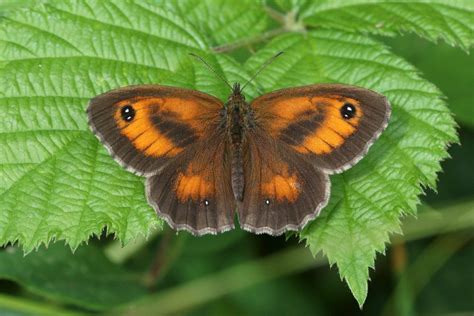 Gatekeeper Alners Gorse Dorset Butterflies