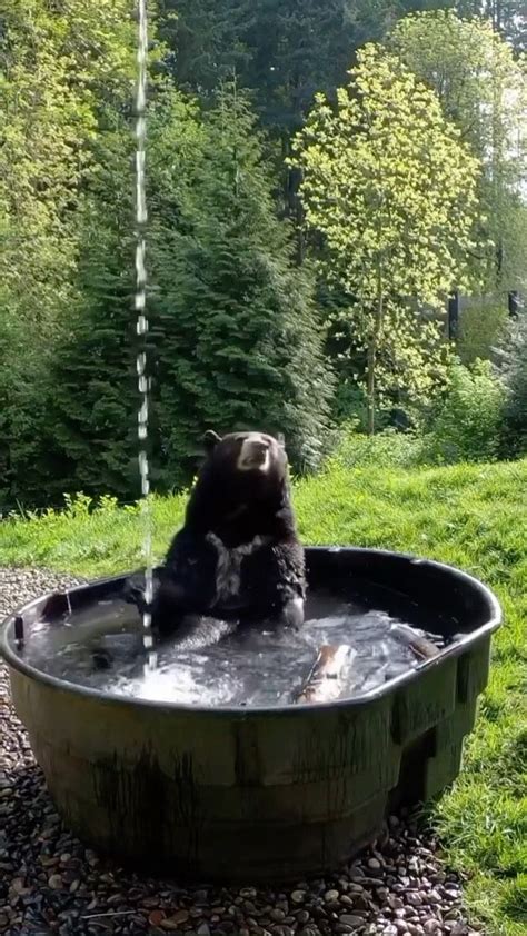 Naturegeography On Instagram Bear Giving Himself A Spring Clean 🐻