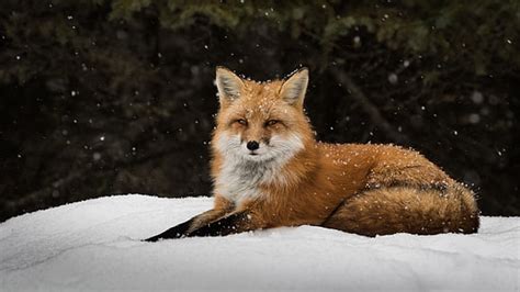 Hd Wallpaper Red Fox Eyes Predator Animal Wildlife Mammal