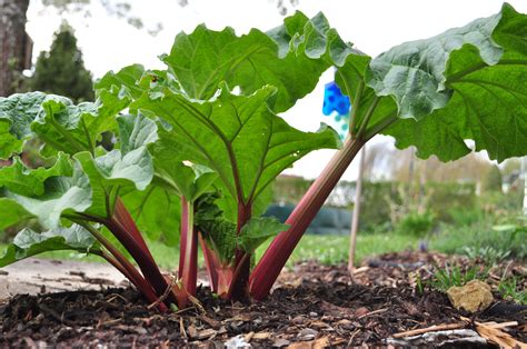 So What Exactly Is Rhubarb Anyway Huffpost