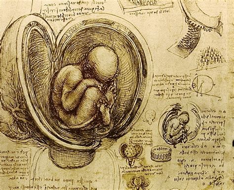 Leonardo Da Vinci Fetus In Utero C 1512 The Graphical Cocoon Of