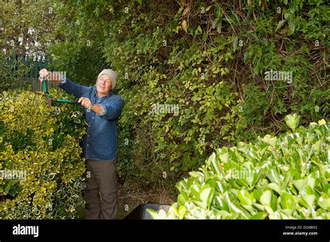 Older Man Trimming Hedges In Garden Stock Photo Alamy