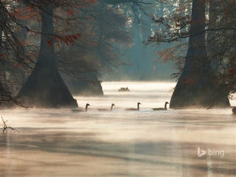 Morning Fog Lake Ducks Bing Theme Wallpaper Preview