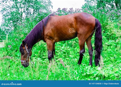 Beautiful Chestnut Horse With A Black And Purple Mane Grazes On A Green