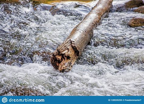 A Log Floating On The River Sunny Autumn Day Stock Image Image Of