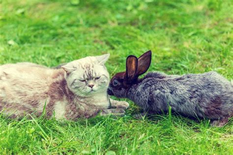 Cats (feral, wild, or domestic) prey upon rabbits when they can. Do cats eat rabbits? Can cats and rabbits get along ...