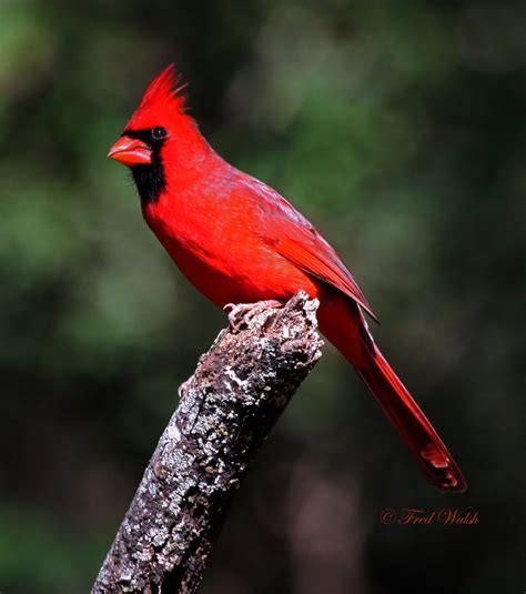 Fred Walsh Photos Northern Cardinal Male