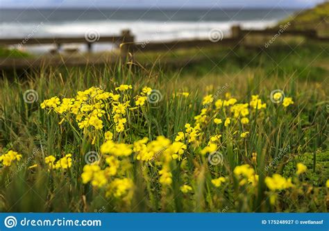 Green Meadow With Spring Flowers And Pacific Ocean In The Background