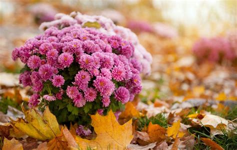 Follow These Tips To Plant Grow And Care For Your Mums Herfst