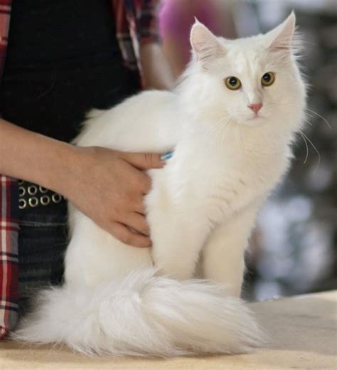 Norwegian Forest Cat Breed Profile Norwegian Forest Cat Forest Cat