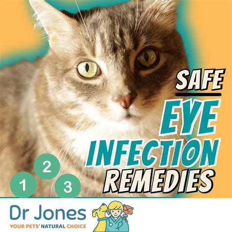 Eye Infection Home Remedies Cat Eye Infection Eye Infections Kitten