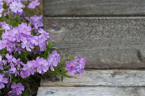 The 10 Best Smelling Plants For Your Garden