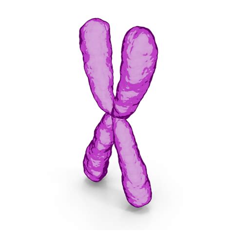 Cartoon X Chromosome Png Images And Psds For Download Pixelsquid S11266337d