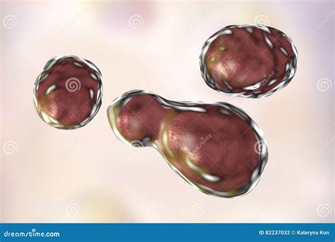 Pathogenic Yeast Fungus Cryptococcus Neoformans Stock Illustration