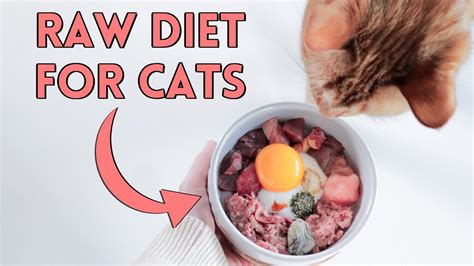 How To Raw Feed Your Cat Nutrition Details You Need To Know Youtube