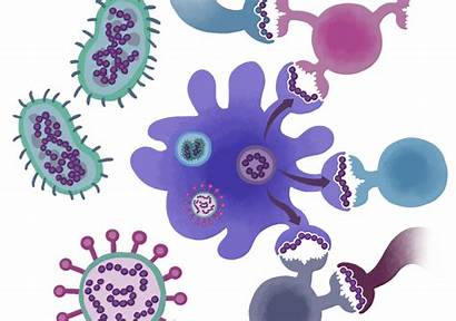 Immune Bacteria System Viruses Pathogens Achilles Heel