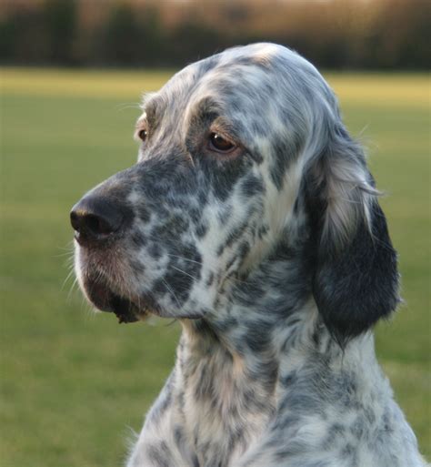 English Setter Dog Breed Information Puppies And Pictures