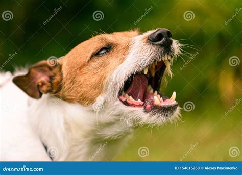 Head Of Angry Scary Dog Barking And Snarling To Guard Its Territory