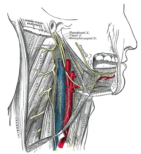 Figure The Accessory Nerve Hypoglossal Nerve Statpearls