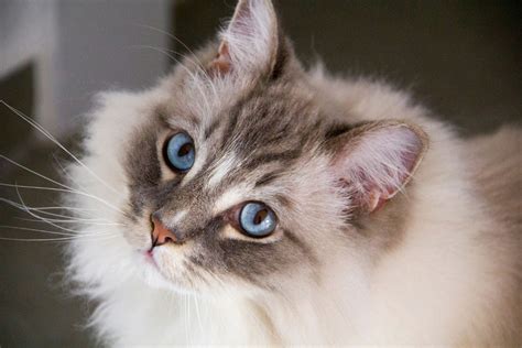 Ragdoll Cat Personality 12 Characteristics That Make Them Even Cuter I