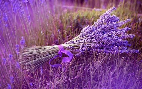 Spanish lavenders bloom from spring into summer and will usually repeat bloom if flowers are sheared off after they. Small bouquet of Lavender flower - Beautiful color perfume