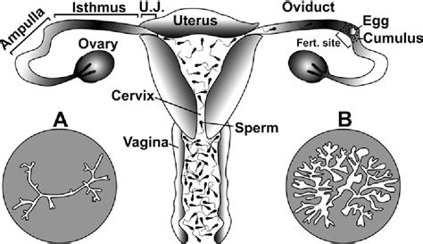 Sperm Navigation Mechanisms In The Female Reproductive Tract