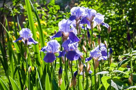 Premium Photo Blue Iris Flowers On Green Garden