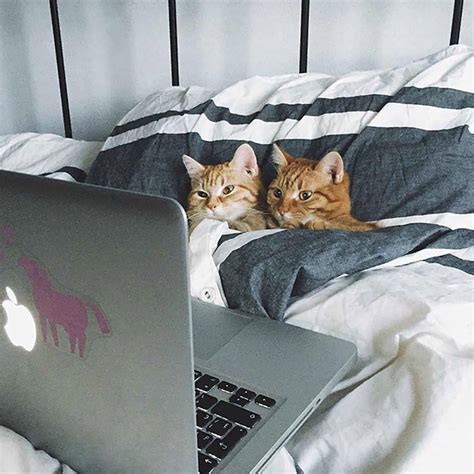 Funny Cats Watch Youtube In Bed Luvbat